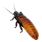 Barata De Madagascar Ninfas   20 Unidades