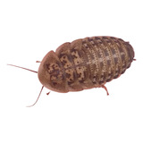 Barata Dubia 20 Unidades