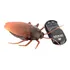 Barata Gigante Robô Controle Remoto Sem Fio Giant Roach F02