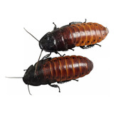 Barata Madagascar Jovem Casal