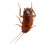 Barata Red Runner Alimento