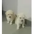 Bbs Perfeitos Filhotes De Cães Da Raça Poodle Toy Branco