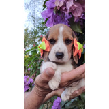Beagle Femea Maravilhosa 