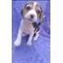 Beagle Feminha Do Menor Porte
