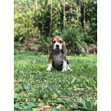 Beagle Filhote Femea Tricolor