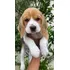 Beagle Filhotes Lindos Com Pedigree