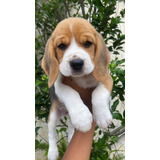 Beagle Filhotes Lindos Com