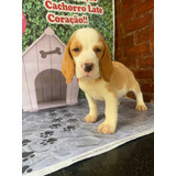Beagle Filhotes Lindos Com