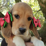 Beagle Lindos Pequenos