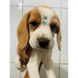 Beagle Lindos Filhotes Apronta