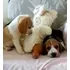 Beagle Snoopy Lindos M/f Filhotes 13 Polegadas Entrego Hoje
