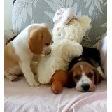 Beagle Snoopy Lindos M
