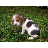 Beagle Tricolor Lindo Filhote