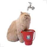 Bebedouro Fonte Gatos Torneira