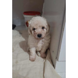 Belo Machinho De Poodle