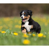 Belos Bernese Mountain Dog