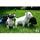 Belos Filhotes Bull Terrier Inglês