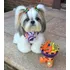 Belos Filhotes De Shih Tzu Com Pedigree Entrego Ou A Retirar