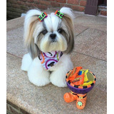 Belos Filhotes De Shih