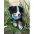 Bernese Lindos Machos Vacinado,chipado.pedigree Entrego Hoje