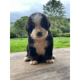 Bernese Montain Dog 