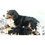 Bernese Montaindog 