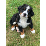 Bernese Mountain Dog Belos