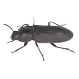 Besouro Tenebrio Gigante 20
