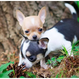 Bonito Chihuahua Pelo Curto Lindo Disponível