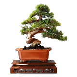 Bonsai Tuia Pavao Linda