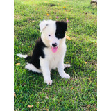 Border Collie Alto Padrao