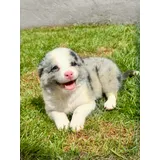 Border Collie Blue Merle