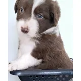 Border Collie C pedigree