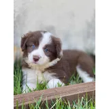 Border Collie Canil Canaa