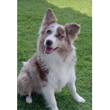 Border Collie Canilmilkborder