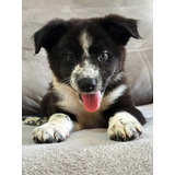 Border Collie Com Pedigree