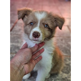 Border Collie Com Pedigree