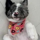 Border Collie Expoxicao Com