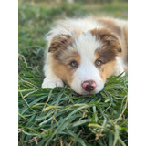 Border Collie Expoxicao Com
