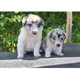 Border Collie Femea Blue