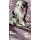 Border Collie Femea Merle
