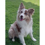 Border Collie Filhote Canilmilkborder