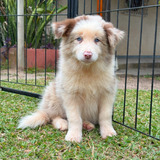 Border Collie Filhotes Marrom