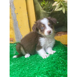 Border Collie Havila Pet