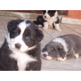 Border Collie Lindos Filhotes (cores E Valores Diferenciado