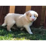 Border Collie Lindos Filhotes