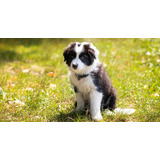 Border Collie Lindos Lindissimos