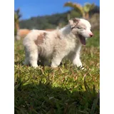 Border Collie Lindos Machos