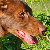 Border Collie Macho 4