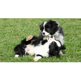 Border Collie Os Filhotes